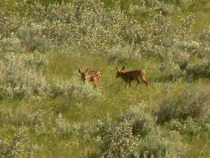 Bambi